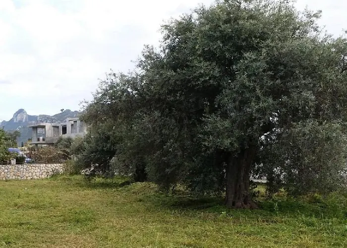 Suluca Homes